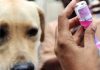 La campaña de Vacunación Antirrábica continúa durante julio