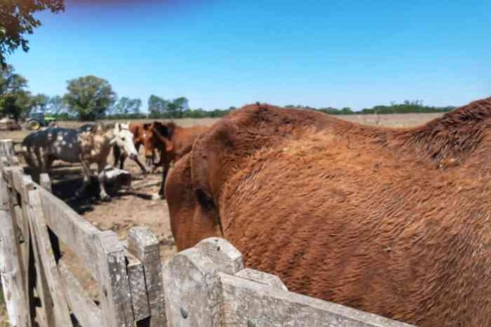 Maltrato Animal
