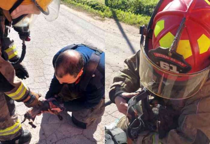 Bomberos rescate perritos
