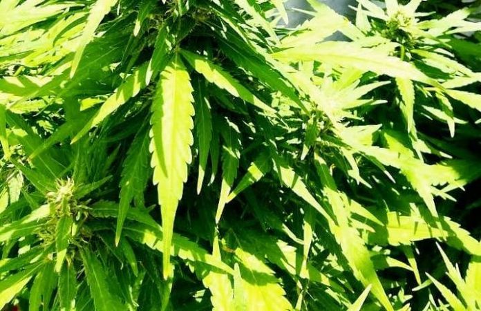 Cannabis (1)