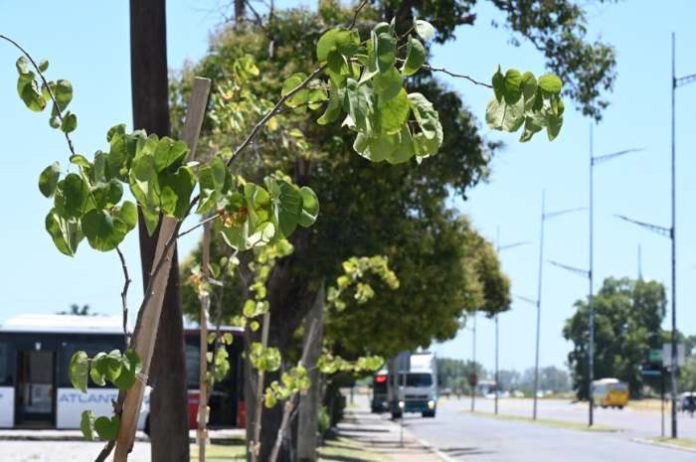Arbolado Avenida Nuestra Señora de Luján