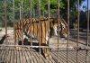 Four Paws trasladará 30 grandes felinos del exzoológico de Luján a santuarios de Estados Unidos y Sudáfrica