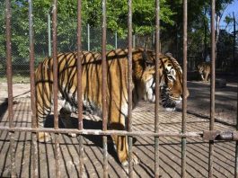 Four Paws trasladará 30 grandes felinos del exzoológico de Luján a santuarios de Estados Unidos y Sudáfrica
