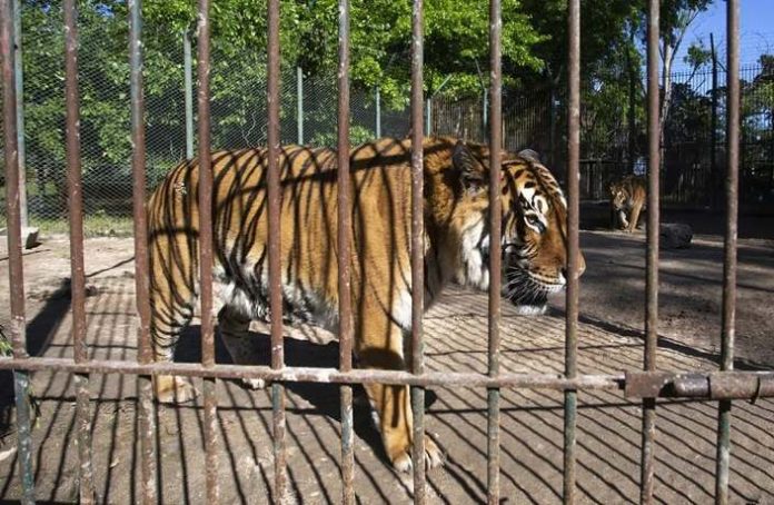 Tigresa Traslado Zoo Luján (1)